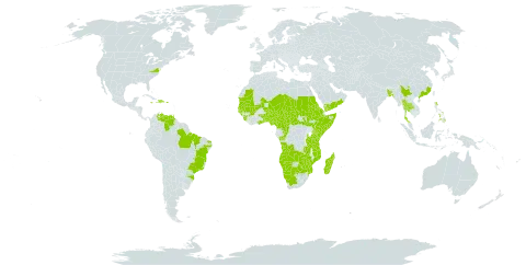 Adansonia digitata world distribution map, present in Angola, Benin, Burkina Faso, Bangladesh, Brazil, Botswana, Central African Republic, China, Cameroon, Congo, Dominican Republic, Eritrea, Ethiopia, Ghana, Guinea, Gambia, Guinea-Bissau, Equatorial Guinea, Haiti, India, Jamaica, Kenya, Sri Lanka, Madagascar, Maldives, Mali, Mozambique, Mauritania, Malawi, Mayotte, Namibia, Niger, Nigeria, Nepal, Oman, Philippines, Puerto Rico, Sudan, Senegal, Sierra Leone, Somalia, South Sudan, Sao Tome and Principe, Seychelles, Chad, Togo, Thailand, Trinidad and Tobago, Tanzania, United Republic of, Uganda, United States of America, Venezuela (Bolivarian Republic of), Yemen, South Africa, Zambia, and Zimbabwe