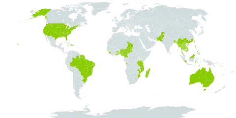 Adenanthera microsperma world distribution map, present in Angola, Antigua and Barbuda, Australia, Bangladesh, Bahamas, Brazil, Barbados, Brunei Darussalam, China, Cameroon, Comoros, Cayman Islands, Dominica, Dominican Republic, Fiji, Ghana, Guadeloupe, Guinea-Bissau, Grenada, French Guiana, Haiti, Indonesia, India, Iceland, Jamaica, Cambodia, Saint Kitts and Nevis, Lao People's Democratic Republic, Saint Lucia, Sri Lanka, Madagascar, Maldives, Myanmar, Northern Mariana Islands, Mozambique, Montserrat, Martinique, Mauritius, Malaysia, Nigeria, Niue, Pakistan, Philippines, Papua New Guinea, Réunion, Singapore, Solomon Islands, Sierra Leone, Suriname, Seychelles, Chad, Togo, Thailand, Timor-Leste, Taiwan, Province of China, Tanzania, United Republic of, Uganda, United States of America, and Viet Nam