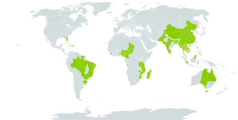 Adenanthera pavonina world distribution map, present in Angola, American Samoa, Antigua and Barbuda, Australia, Bangladesh, Bahamas, Brazil, Barbados, Brunei Darussalam, China, Cameroon, Comoros, Cayman Islands, Dominica, Dominican Republic, Fiji, Ghana, Guadeloupe, Guinea-Bissau, Grenada, French Guiana, Haiti, Indonesia, India, Jamaica, Cambodia, Saint Kitts and Nevis, Lao People's Democratic Republic, Saint Lucia, Sri Lanka, Madagascar, Maldives, Myanmar, Northern Mariana Islands, Mozambique, Montserrat, Martinique, Mauritius, Malaysia, Nigeria, Niue, Pakistan, Philippines, Papua New Guinea, Réunion, Singapore, Solomon Islands, Sierra Leone, Suriname, Seychelles, Chad, Togo, Thailand, Taiwan, Province of China, Tanzania, United Republic of, Uganda, United States of America, and Viet Nam