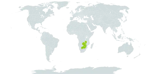 Adenia spinosa world distribution map, present in Botswana, South Africa, Zambia, and Zimbabwe