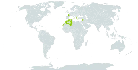 Adenocarpus complicatus world distribution map, present in Algeria, France, Greece, Italy, Lebanon, Morocco, Portugal, and Syrian Arab Republic