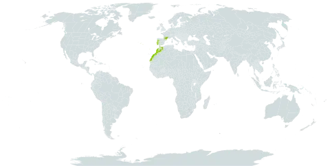 Adenocarpus telonensis world distribution map, present in France, Morocco, and Portugal