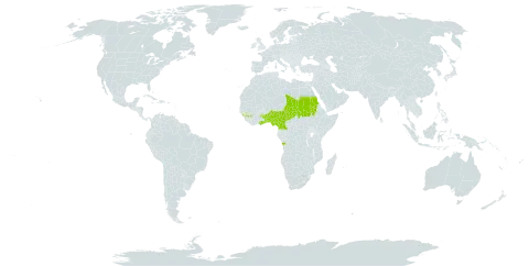 Adenodolichos paniculatus world distribution map, present in Angola, Benin, Cameroon, Ghana, Guinea, Nigeria, Sudan, Chad, Togo, and Uganda