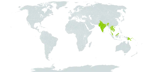 Adenosma javanicum world distribution map, present in China, Micronesia (Federated States of), India, Cambodia, Lao People's Democratic Republic, Malaysia, Philippines, Palau, Papua New Guinea, Singapore, Thailand, and Viet Nam