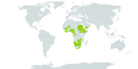 Adenostemma caffrum world distribution map, present in Benin, Burkina Faso, Botswana, Côte d'Ivoire, Cameroon, Congo, Ethiopia, Mali, Namibia, Nigeria, Sudan, Sierra Leone, South Sudan, eSwatini, Togo, Yemen, South Africa, Zambia, and Zimbabwe