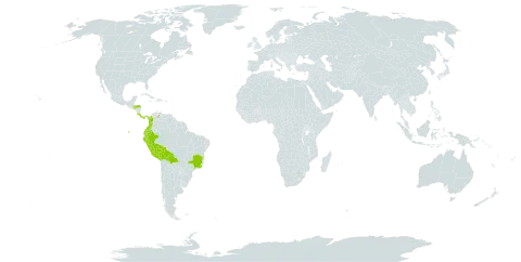 Adenostemma platyphyllum world distribution map, present in Bolivia (Plurinational State of), Brazil, Colombia, Costa Rica, Ecuador, Honduras, Panama, Peru, and Venezuela (Bolivarian Republic of)