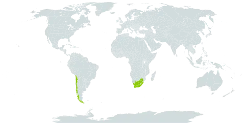 Adesmia papposa var. radicifolia world distribution map, present in Chile and South Africa