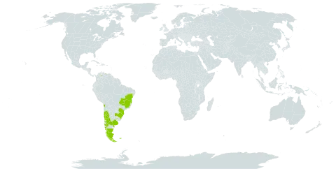 Adiantum chilense world distribution map, present in Argentina, Brazil, Chile, Falkland Islands (Malvinas), Uruguay, and Venezuela (Bolivarian Republic of)