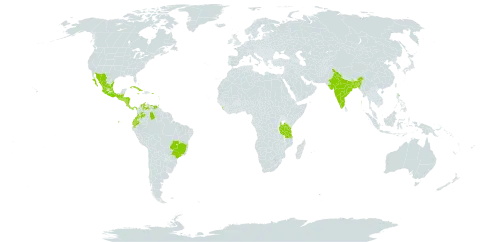 Adiantum concinnum world distribution map, present in Bangladesh, Belize, Brazil, Colombia, Costa Rica, Cuba, Ecuador, Guadeloupe, Grenada, Guatemala, Honduras, India, Jamaica, Sri Lanka, Mexico, Martinique, Nicaragua, Panama, Puerto Rico, El Salvador, Trinidad and Tobago, Tanzania, United Republic of, and Venezuela (Bolivarian Republic of)