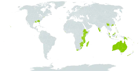 Adiantum hispidulum world distribution map, present in Australia, China, Cook Islands, Spain, Ethiopia, Fiji, Indonesia, India, Kenya, Sri Lanka, Madagascar, Mozambique, Malawi, Malaysia, Mayotte, New Zealand, Philippines, Papua New Guinea, Portugal, Singapore, Tonga, Taiwan, Province of China, Tanzania, United Republic of, United States of America, Vanuatu, South Africa, and Zimbabwe