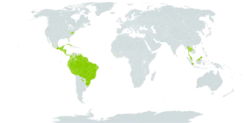 Adiantum latifolium world distribution map, present in Argentina, Belize, Bolivia (Plurinational State of), Brazil, Barbados, Colombia, Costa Rica, Cuba, Dominica, Ecuador, Guadeloupe, Grenada, Guatemala, French Guiana, Guyana, Honduras, Indonesia, India, Jamaica, Saint Kitts and Nevis, Saint Lucia, Sri Lanka, Mexico, Montserrat, Martinique, Malaysia, Nicaragua, Panama, Peru, Puerto Rico, Paraguay, Singapore, El Salvador, Suriname, Thailand, Trinidad and Tobago, United States of America, and Venezuela (Bolivarian Republic of)