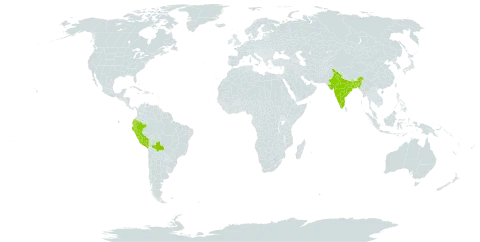 Adiantum peruvianum world distribution map, present in Bangladesh, Bolivia (Plurinational State of), Ecuador, India, and Peru