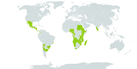 Adiantum poiretii world distribution map, present in Angola, Argentina, Burundi, Brazil, Cameroon, Congo, Colombia, Costa Rica, Eritrea, Ethiopia, Equatorial Guinea, Guatemala, Honduras, India, Kenya, Sri Lanka, Lesotho, Madagascar, Mexico, Mozambique, Mauritius, Malawi, Mayotte, Namibia, Nigeria, Nicaragua, Panama, Paraguay, Réunion, Rwanda, Sudan, Saint Helena, Ascension and Tristan da Cunha, El Salvador, eSwatini, Tanzania, United Republic of, Uganda, Uruguay, South Africa, Zambia, and Zimbabwe