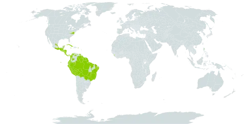 Adiantum pulverulentum world distribution map, present in Belize, Bolivia (Plurinational State of), Brazil, Colombia, Costa Rica, Cuba, Ecuador, Guadeloupe, Guatemala, French Guiana, Guyana, Honduras, Jamaica, Sri Lanka, Mexico, Martinique, Nicaragua, Panama, Peru, Puerto Rico, Paraguay, El Salvador, Suriname, Trinidad and Tobago, United States of America, and Venezuela (Bolivarian Republic of)