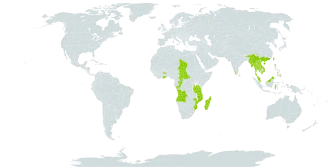 Adiantum soboliferum world distribution map, present in Angola, Central African Republic, China, Congo, Ghana, Equatorial Guinea, Indonesia, India, Cambodia, Lao People's Democratic Republic, Madagascar, Myanmar, Mozambique, Malaysia, Mayotte, Philippines, Sao Tome and Principe, Chad, Thailand, Taiwan, Province of China, Tanzania, United Republic of, Uganda, and Viet Nam