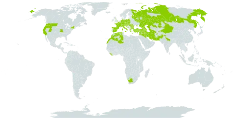 Adonis aestivalis world distribution map, present in Afghanistan, Armenia, Austria, Azerbaijan, Belgium, Bulgaria, Bosnia and Herzegovina, Switzerland, China, Czech Republic, Germany, Algeria, Spain, France, United Kingdom of Great Britain and Northern Ireland, Georgia, Greece, Croatia, Hungary, India, Iran (Islamic Republic of), Iraq, Israel, Italy, Kazakhstan, Lebanon, Liberia, Luxembourg, Morocco, North Macedonia, Montenegro, Nepal, Pakistan, Poland, Romania, Russian Federation, Serbia, Slovakia, Slovenia, Syrian Arab Republic, Tajikistan, Turkmenistan, Turkey, Ukraine, United States of America, and South Africa