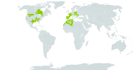 Adonis annua world distribution map, present in Albania, Austria, Belgium, Bosnia and Herzegovina, Canada, Switzerland, Czech Republic, Denmark, Algeria, Spain, France, United Kingdom of Great Britain and Northern Ireland, Croatia, Hungary, Italy, Luxembourg, Morocco, North Macedonia, Montenegro, Poland, Portugal, Romania, Serbia, Slovakia, Slovenia, Tunisia, Taiwan, Province of China, Ukraine, and United States of America