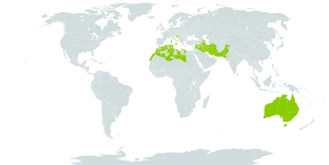 Adonis microcarpa world distribution map, present in Albania, Australia, Azerbaijan, Bosnia and Herzegovina, Cyprus, Algeria, Spain, France, Greece, Croatia, Iran (Islamic Republic of), Iraq, Israel, Italy, Lebanon, Libya, Morocco, North Macedonia, Malta, Montenegro, Pakistan, Portugal, Serbia, Syrian Arab Republic, and Tunisia