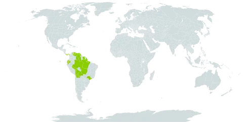 Aechmea setigera world distribution map, present in Bolivia (Plurinational State of), Brazil, Ecuador, Panama, Suriname, and Venezuela (Bolivarian Republic of)