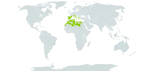 Aegilops ventricosa world distribution map, present in Algeria, Egypt, Spain, France, Greece, Italy, Libya, Morocco, Singapore, and Tunisia