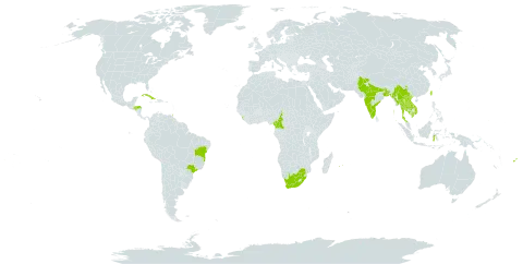 Aegle marmelos world distribution map, present in Bangladesh, Brazil, China, Cameroon, Cuba, Fiji, Micronesia (Federated States of), Honduras, Indonesia, India, Cambodia, Lao People's Democratic Republic, Sri Lanka, Myanmar, Mauritius, Nepal, Pakistan, Réunion, Thailand, Trinidad and Tobago, Taiwan, Province of China, Viet Nam, and South Africa