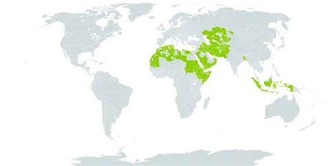 Aeluropus lagopoides world distribution map, present in Afghanistan, Bangladesh, Cyprus, Djibouti, Algeria, Egypt, Eritrea, Ethiopia, Indonesia, Iran (Islamic Republic of), Iraq, Kazakhstan, Kyrgyzstan, Kuwait, Libya, Morocco, Mauritania, Oman, Pakistan, Palau, Saudi Arabia, Sudan, Singapore, Somalia, Turks and Caicos Islands, Turkmenistan, Tunisia, Uzbekistan, and Yemen