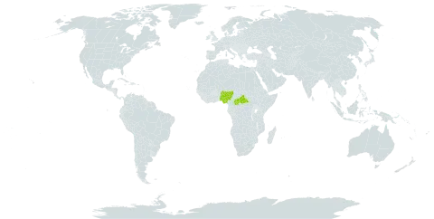 Aeollanthus angustifolius world distribution map, present in Central African Republic and Nigeria