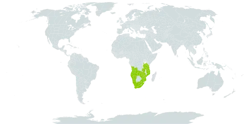 Aeollanthus buchnerianus world distribution map, present in Angola, Lesotho, Mozambique, Namibia, Tanzania, United Republic of, Uganda, South Africa, Zambia, and Zimbabwe