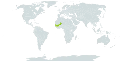 Aeollanthus paradoxus world distribution map, present in Guinea, Mali, and Senegal