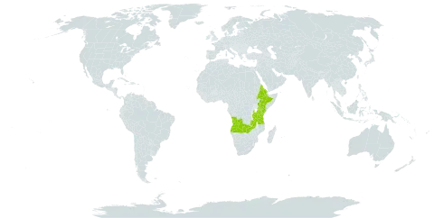 Aerangis brachycarpa world distribution map, present in Angola, Eritrea, Ethiopia, Kenya, Tanzania, United Republic of, Uganda, and Zambia