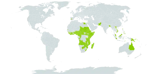 Aerva lanata world distribution map, present in Angola, Australia, Burundi, Benin, Burkina Faso, Bangladesh, Botswana, Central African Republic, Côte d'Ivoire, Cameroon, Congo, Egypt, Eritrea, Spain, Ethiopia, Ghana, Guinea, Equatorial Guinea, Indonesia, India, Kenya, Liberia, Sri Lanka, Madagascar, Maldives, Mozambique, Malawi, Malaysia, Mayotte, Nigeria, Nepal, Pakistan, Philippines, Papua New Guinea, Rwanda, Saudi Arabia, Sudan, Sierra Leone, Somalia, South Sudan, Seychelles, Chad, Togo, Timor-Leste, Tanzania, United Republic of, Uganda, Viet Nam, Yemen, South Africa, Zambia, and Zimbabwe