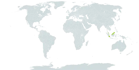 Aeschynanthus angustifolius world distribution map, present in Brunei Darussalam, Indonesia, and Malaysia