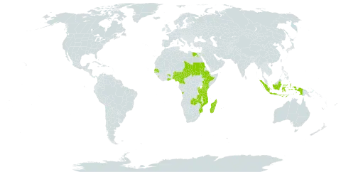 Aeschynomene elaphroxylon world distribution map, present in Angola, Burundi, Cameroon, Egypt, Ethiopia, Ghana, Indonesia, Kenya, Sri Lanka, Madagascar, Mozambique, Malawi, Nigeria, Rwanda, Sudan, Senegal, Chad, Tanzania, United Republic of, Uganda, and Zambia