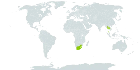 Aeschynomene rehmannii world distribution map, present in Thailand and South Africa