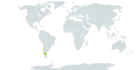 Aextoxicon punctatum world distribution map, present in Argentina, Chile, and Uruguay