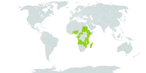 Aframomum angustifolium world distribution map, present in Angola, Benin, Burkina Faso, Central African Republic, Congo, Ethiopia, Gabon, Ghana, Guinea, Kenya, Madagascar, Mozambique, Mauritius, Nigeria, Rwanda, Sudan, Seychelles, Togo, Tanzania, United Republic of, Uganda, Zambia, and Zimbabwe