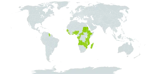 Aframomum world distribution map, present in Angola, Benin, Burkina Faso, Central African Republic, Congo, Cabo Verde, Ethiopia, Gabon, Ghana, Guinea, Gambia, Guinea-Bissau, Guyana, Kenya, Liberia, Madagascar, Mozambique, Mauritius, Nigeria, Rwanda, Sudan, Senegal, Sierra Leone, Seychelles, Togo, Tanzania, United Republic of, Uganda, Zambia, and Zimbabwe