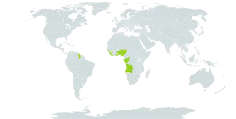 Aframomum melegueta world distribution map, present in Angola, Benin, Congo, Gabon, Ghana, Guinea, Gambia, Guyana, Liberia, Nigeria, Sierra Leone, and Togo