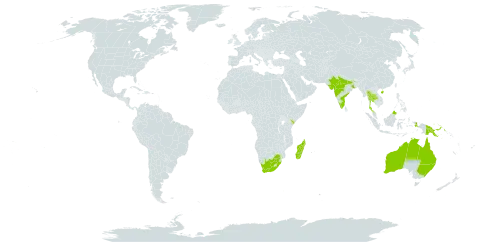 Afrohybanthus enneaspermus world distribution map, present in American Samoa, Australia, China, Indonesia, India, Kenya, Madagascar, Malaysia, Philippines, Papua New Guinea, Thailand, and South Africa