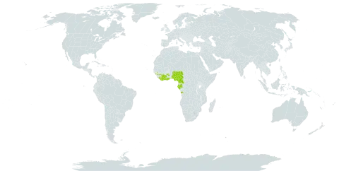 Afzelia bella world distribution map, present in Angola, Côte d'Ivoire, Cameroon, Gabon, Ghana, Guinea, Liberia, and Nigeria