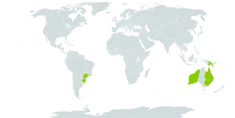 Agathis robusta world distribution map, present in Australia, Brazil, and Papua New Guinea