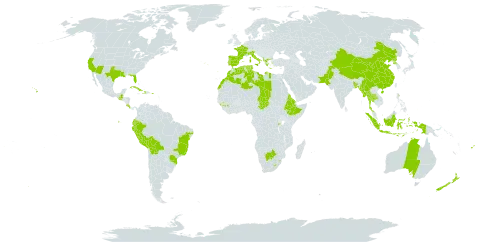 Agave americana world distribution map, present in Albania, Australia, Bangladesh, Bermuda, Bolivia (Plurinational State of), Brazil, Botswana, China, Costa Rica, Cuba, Cayman Islands, Dominica, Algeria, Ecuador, Eritrea, Spain, Ethiopia, Fiji, France, Guinea, Greece, Guatemala, Haiti, Indonesia, Italy, Libya, Lesotho, Morocco, Myanmar, Norfolk Island, Nauru, New Zealand, Pakistan, Peru, Palau, Puerto Rico, Korea (Democratic People's Republic of), Portugal, Rwanda, eSwatini, Turks and Caicos Islands, Chad, Thailand, Tunisia, and United States of America