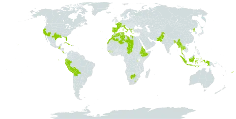 Agave americana subsp. americana world distribution map, present in Albania, Bangladesh, Bermuda, Bolivia (Plurinational State of), Botswana, Costa Rica, Cuba, Cayman Islands, Dominica, Algeria, Ecuador, Eritrea, Spain, Ethiopia, Fiji, France, Guinea, Greece, Guatemala, Haiti, Indonesia, Italy, Libya, Lesotho, Morocco, Myanmar, Norfolk Island, Nauru, Pakistan, Peru, Palau, Puerto Rico, Korea (Democratic People's Republic of), Portugal, Rwanda, eSwatini, Turks and Caicos Islands, Chad, Thailand, Tunisia, and United States of America