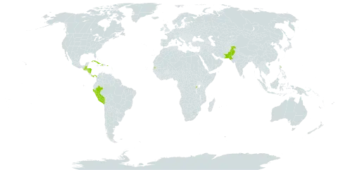 Agave amica world distribution map, present in Belize, Cuba, Dominica, Guatemala, Honduras, Haiti, Nicaragua, Pakistan, Panama, Peru, Puerto Rico, Rwanda, Seychelles, Turks and Caicos Islands, and United States of America