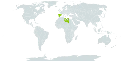 Agave atrovirens var. atrovirens world distribution map, present in Spain and Libya