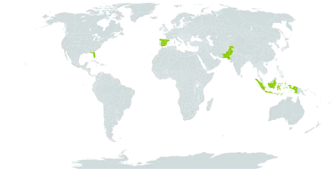 Agave decipiens world distribution map, present in Spain, Indonesia, Pakistan, and United States of America