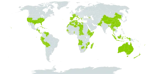 Agave world distribution map, present in Aruba, Angola, Åland Islands, Albania, Andorra, Australia, Benin, Burkina Faso, Bangladesh, Bahamas, Belize, Bermuda, Bolivia (Plurinational State of), Botswana, Central African Republic, China, Costa Rica, Cuba, Cayman Islands, Dominica, Algeria, Ecuador, Eritrea, Spain, Ethiopia, Fiji, France, Georgia, Guinea, Gambia, Greece, Guatemala, Honduras, Haiti, Indonesia, Italy, Jamaica, Libya, Lesotho, Morocco, Madagascar, Myanmar, Mozambique, Mauritius, Norfolk Island, Nicaragua, Nepal, Nauru, New Zealand, Pakistan, Panama, Peru, Puerto Rico, Korea (Democratic People's Republic of), Portugal, Réunion, Rwanda, Senegal, Solomon Islands, Somalia, eSwatini, Seychelles, Turks and Caicos Islands, Chad, Thailand, Tunisia, United States of America, and Venezuela (Bolivarian Republic of)