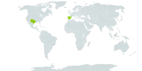 Agave lechuguilla world distribution map, present in Spain and United States of America