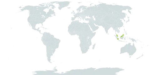 Agelaea macrophylla world distribution map, present in Indonesia, Iceland, Malaysia, and Singapore