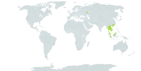 Agelaea trinervis world distribution map, present in China, Algeria, Indonesia, Iceland, Cambodia, Lao People's Democratic Republic, Myanmar, Malaysia, Philippines, Russian Federation, Thailand, and Viet Nam